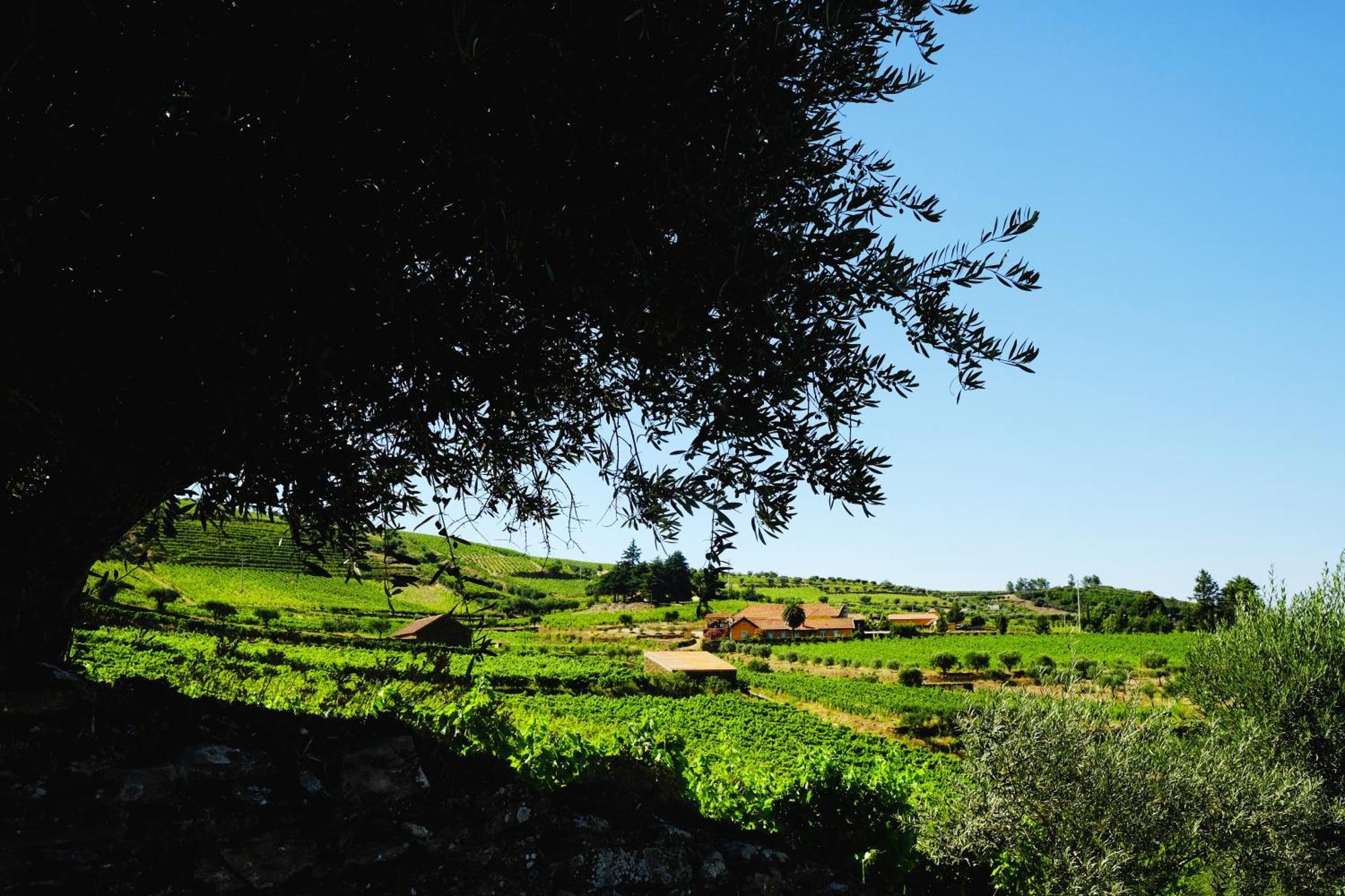 Quinta Do Monte Travesso - Country Houses & Winery Tabuaco Exterior photo